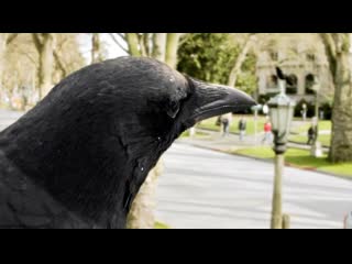 crows / a murder of crows - 2010